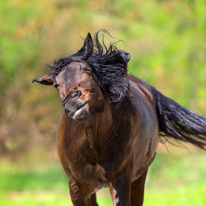 Når er det sesong for insekter?