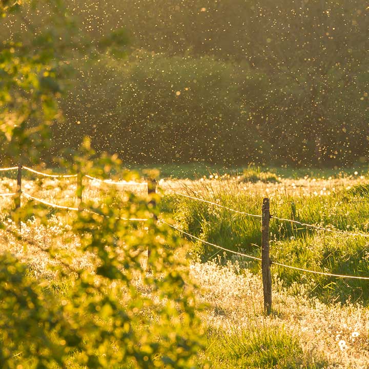 Når stikker insekter?