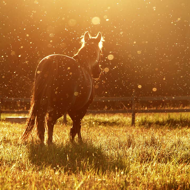 Hvorfor velge Centaura?