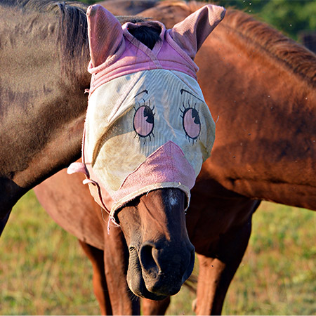 Hvordan brukes Centaura?