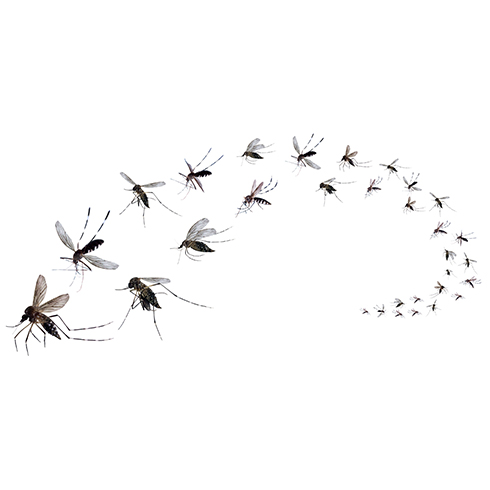 Fluer, mygg og flått … Mer enn en plage