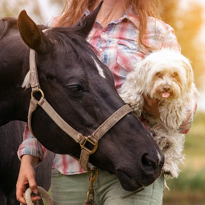 Hvem henvender Centaura seg til?