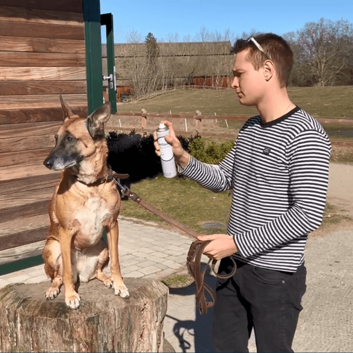 Slik påfører du Centaura på hunden din
